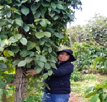 HỘI VIÊN HỘI PHỤ NỮ XÃ PHÁT TRIỂN KINH TẾ TỪ NGUỒN VỐN CỦA NGÂN HÀNG CHÍNH SÁCH XÃ HỘI 